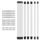 PC Kabel Set Weiß 6er Modding Kabel mit ATX IDE Gaming PC ASUS MSI AORUS ARGB